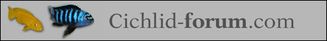 cichlid-forum.com